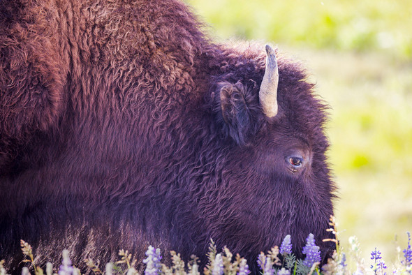 Bison in Wildflowers, Yellowstone National Park by Ruby Hour Photo Art ~ Marcela Herdova