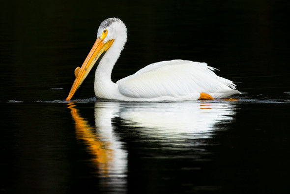 Pelican on the Snake River, Grand Teton National Park, by Ruby Hour Photo Art ~ Marcela Herdova