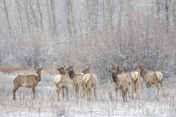Elk in Snow Storm, Grand Teton National Park, by Ruby Hour Photo Art ~ Marcela Herdova
