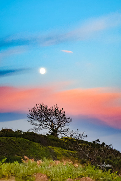 Moonrise at Torrey Pines Reserve by Gloria Moeller