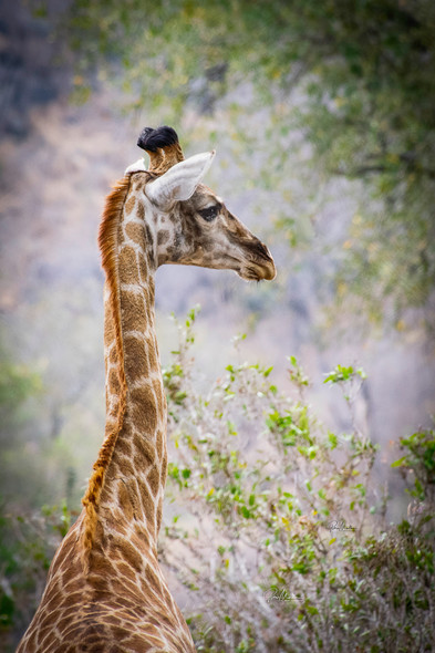 Inquisitive Giraffe by Gloria Moeller