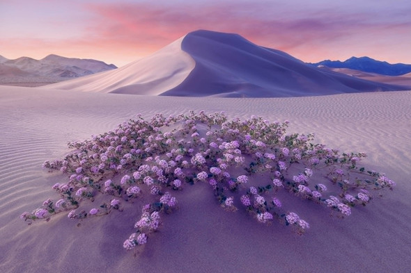 Death Valley National Park 1 by John Haymore