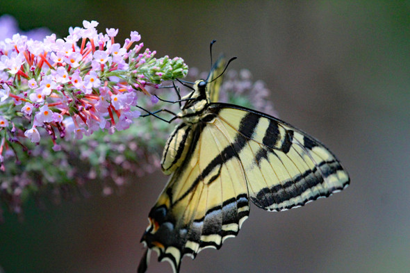 Yellow Swallowtail Butterfly 2 by Craig Fentiman