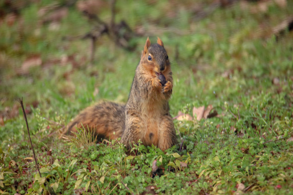 Squirrel with food by Craig Fentiman