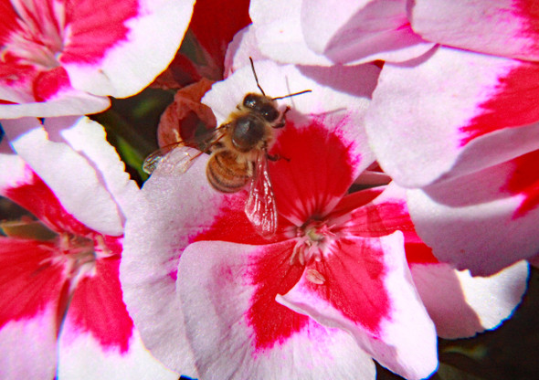 Bee and Flowers by Craig Fentiman