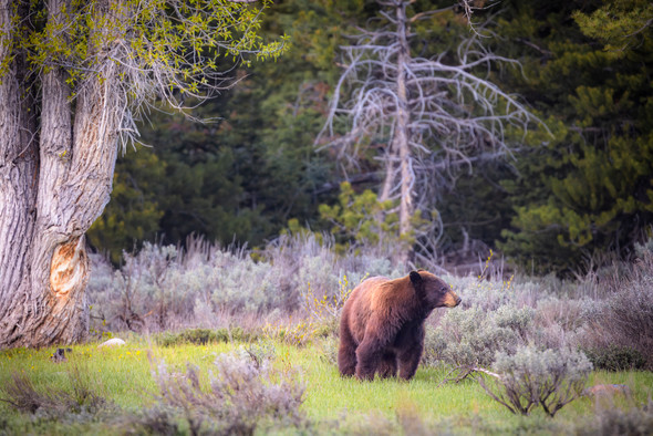 Black Bear in a Teton Meadow,  Grand Teton National Park, by Ruby Hour Photo Art ~ Marcela Herdova