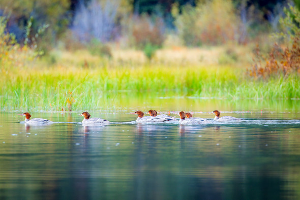 Merganser Ducks on the Snake River, Grand Teton National Park, by Ruby Hour Photo Art ~ Marcela Herdova