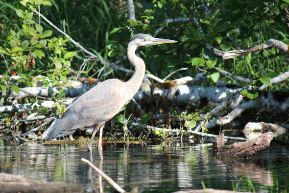 Heron by the waters edge by Craig Fentiman