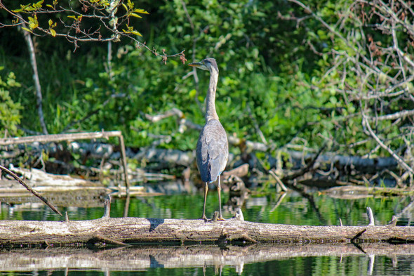 Heron standing on a log by Craig Fentiman