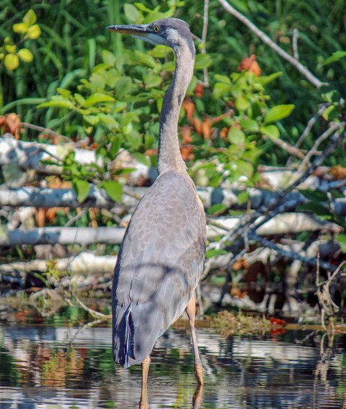 Heron standing in the shallows by Craig Fentiman