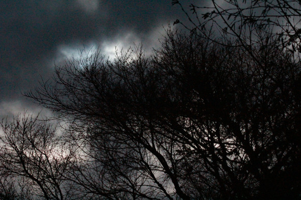 Silhouetted Tree by Craig Fentiman