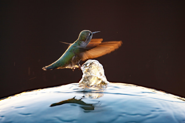 Hummingbird hovering over a bubbling fountain by Craig Fentiman