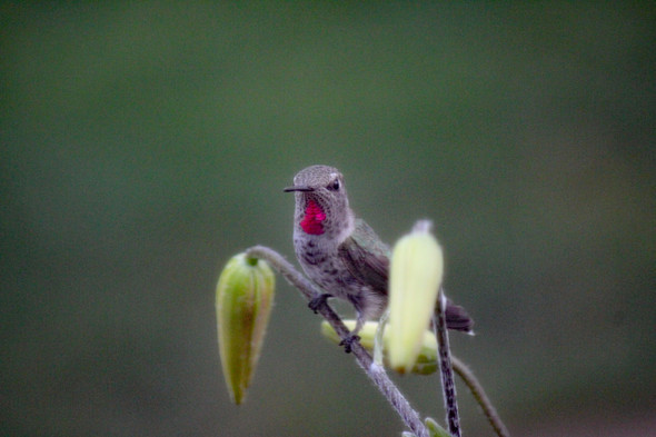 Hummingbird perched  by Craig Fentiman