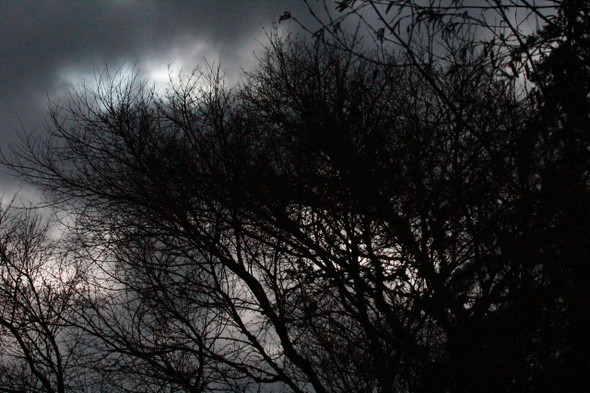 Tree Silhouette by Craig Fentiman