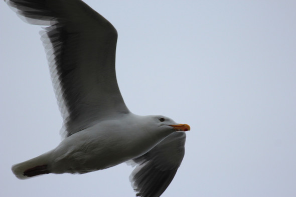 Sea Gull soars by Craig Fentiman