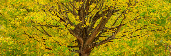 Yellow Tree with Fall Colors