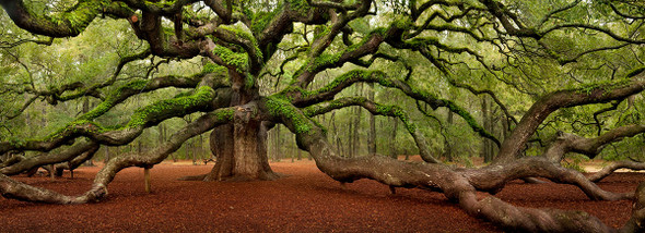 Angel Oak by Lewis Carlyle