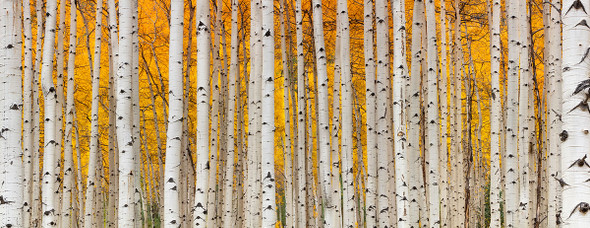 Aspen Trees Fall Colors by Lewis Carlyle