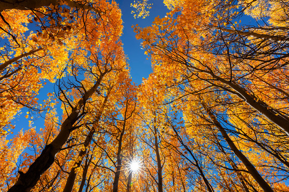 Aspen Trees Looking UP - Fall Colors by Lewis Carlyle