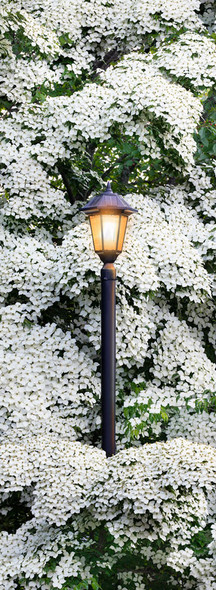 Dogwood Flowers Street Lamp by Lewis Carlyle
