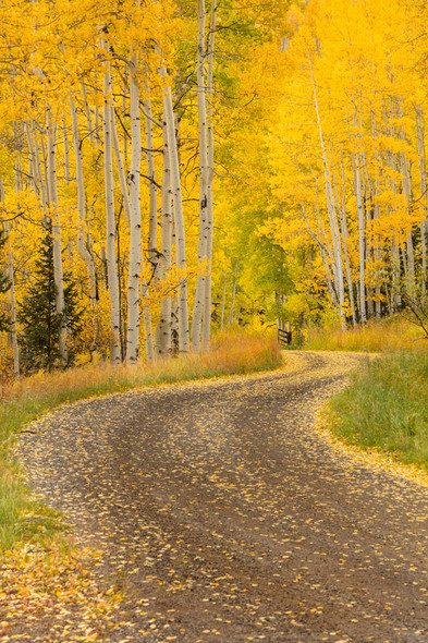 Fall Colors Winding Road by Lewis Carlyle