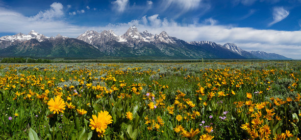 Grand Teton Sunflower Field by Lewis Carlyle