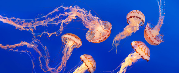Jellyfish by Lewis Carlyle