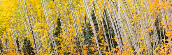 Listing Aspens Fall Colors by Lewis Carlyle