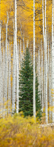 Lone Pine Aspen Fall Colors by Lewis Carlyle