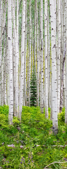 Lone Pine Aspen Forest by Lewis Carlyle