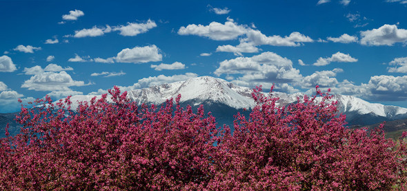 Pikes Peak Spring Flowers by Lewis Carlyle