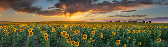 Sunflower Field Sunset by Lewis Carlyle