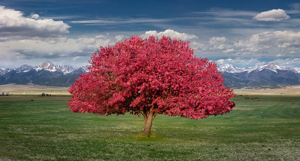 Tale of Two Trees By Lewis Carlyle