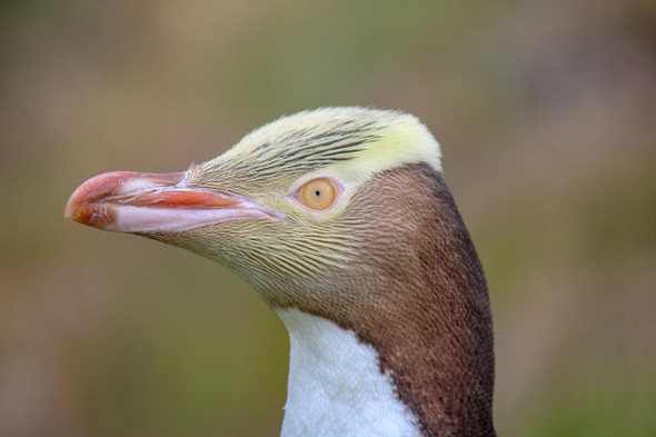 Yellow Eyed Penquin by Craig Fentiman