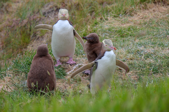Yellow Eyed Penquin family by Craig Fentiman