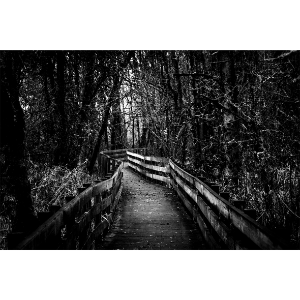 The Path by Dana Sharman