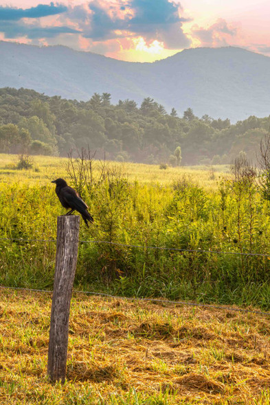 Raven Perched on Fence Post at Sunrise in Mountain Meadow by Josh Blackman