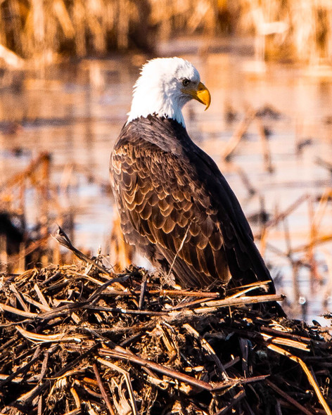 American Bald Eagle by Josh Blackman