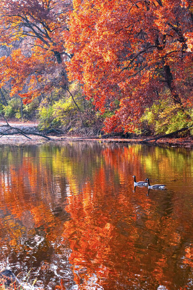 Fall Colors with Geese by Josh Blackman