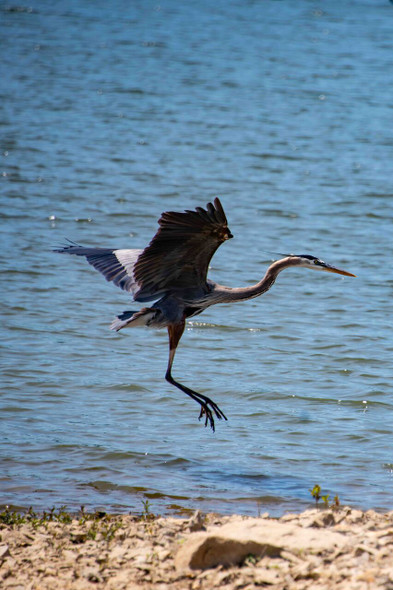 Blue Heron Take Off by Josh Blackman
