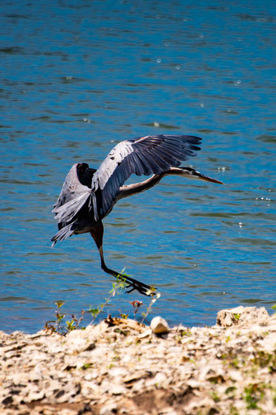 Graceful Landing Blue Heron by the Water by Josh Blackman