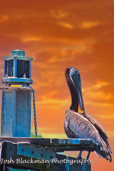 Brown Pelican at Sunset by Josh Blackman