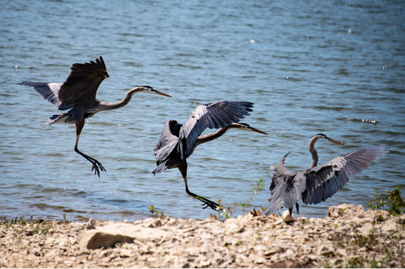 Blue Herron Landing by Josh Blackman
