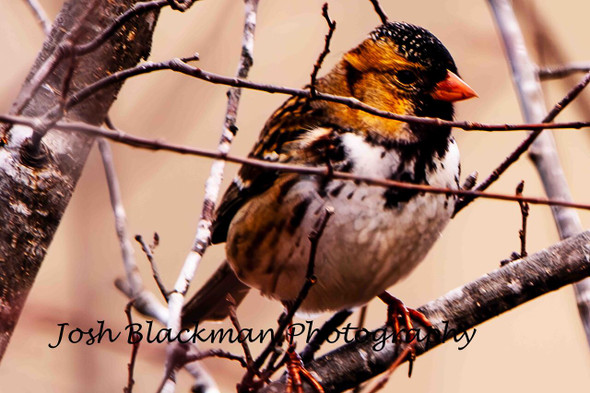 Harris Sparrow by Josh Blackman