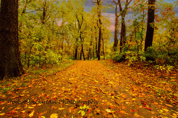 Hiking Trail by Josh Blackman