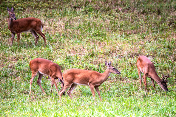 Herd of Deer Grazing in a Peaceful Meadow by Josh Blackman