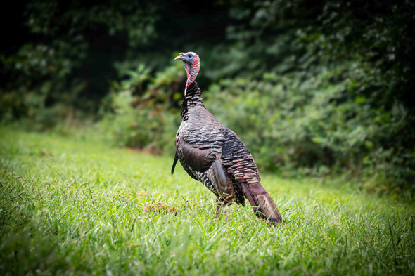 Wild Turkey in Lush Green Habitat by Josh Blackman
