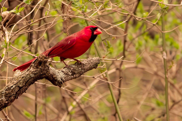 Northern Cardinal in the Woods by Josh Blackman