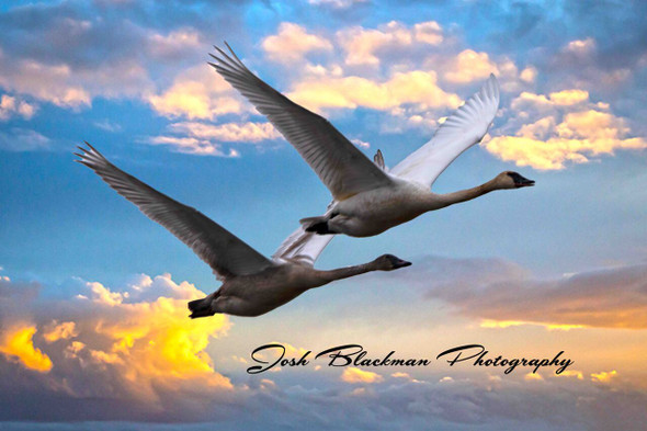Pair of Flying Snow Geese by Josh Blackman