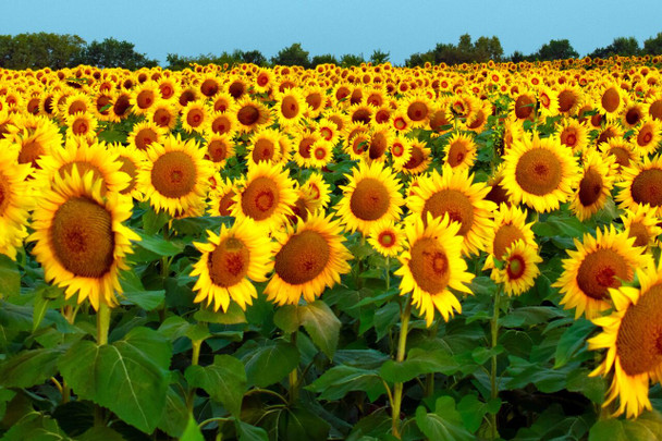 Sunflower Field by Josh Blackman
